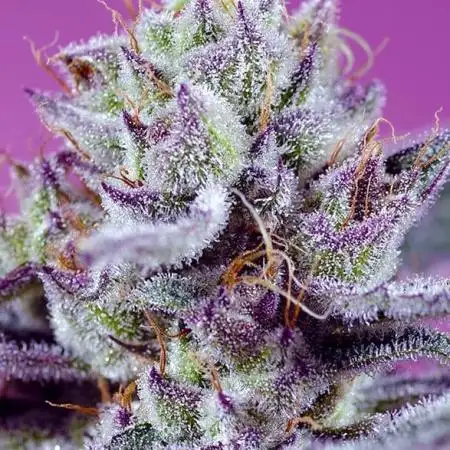 Diablo’s Delight XL Auto