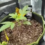 Banana Purple Punch