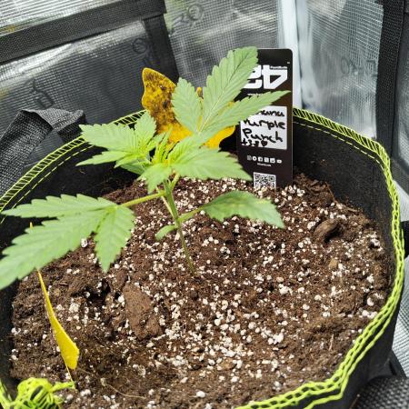 Banana Purple Punch