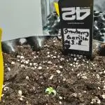 Strawberry Gorilla von Fast Buds