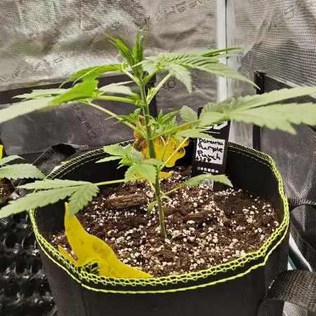 Banana Purple Punch