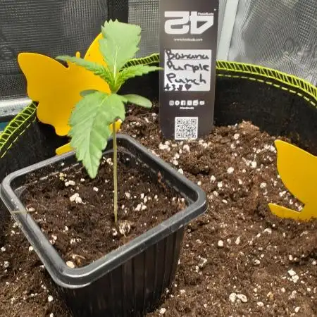 Banana Purple Punch
