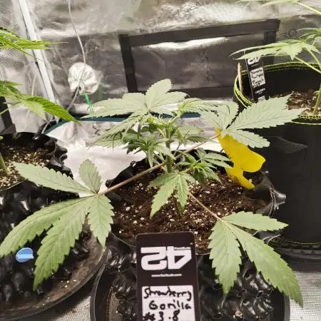 Strawberry Gorilla von Fast Buds