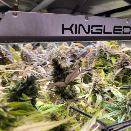 Micro Grow can it yeild?