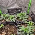 Micro grow can it yeild? #2