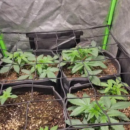 Micro grow can it yeild? #2