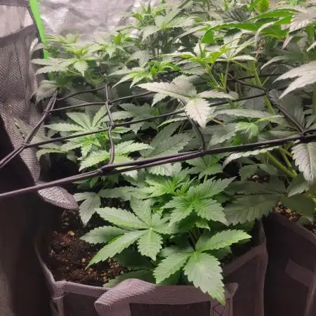 Micro grow can it yeild? #2