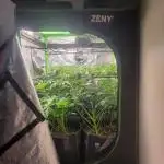 Micro grow can it yeild? #2