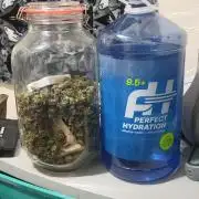 Micro Grow can it yeild?