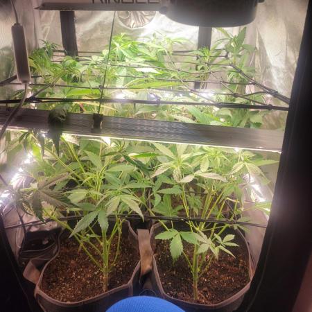 Micro Grow can it yeild?