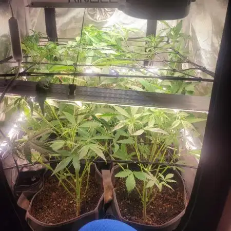 Micro Grow can it yeild?