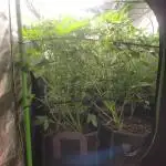 Micro grow can it yeild? #2