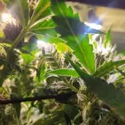 Micro grow can it yeild? #2