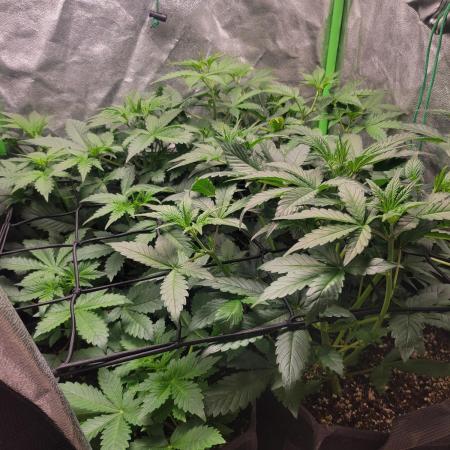 Micro grow can it yeild? #2