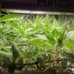 Micro Grow can it yeild?