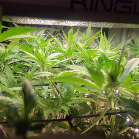 Micro Grow can it yeild?