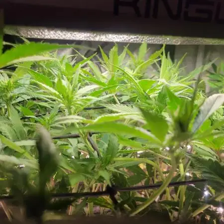 Micro Grow can it yeild?