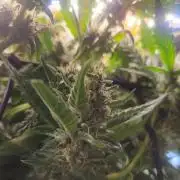 Micro grow can it yeild? #2