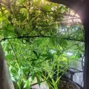 Micro grow can it yeild? #2