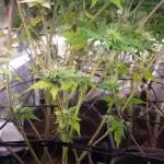 Micro Grow can it yeild?