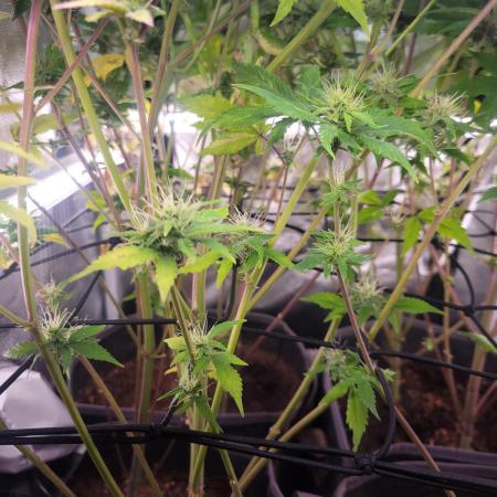 Micro Grow can it yeild?