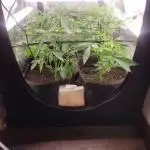 Micro Grow can it yeild?
