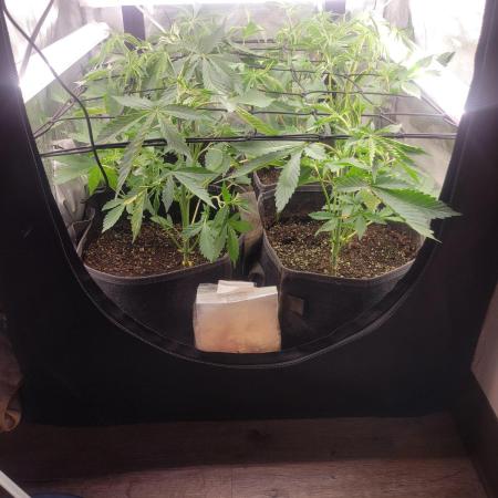Micro Grow can it yeild?