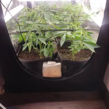 Micro Grow can it yeild?
