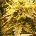 Micro Grow can it yeild?