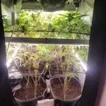 Micro Grow can it yeild?