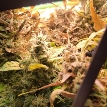 Micro grow can it yeild? #2