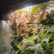 Micro grow can it yeild? #2