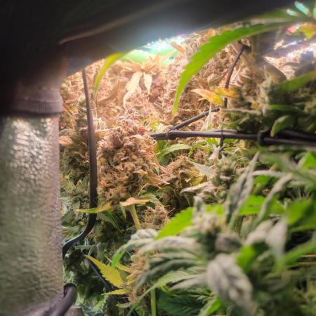 Micro grow can it yeild? #2