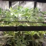 Micro Grow can it yeild?