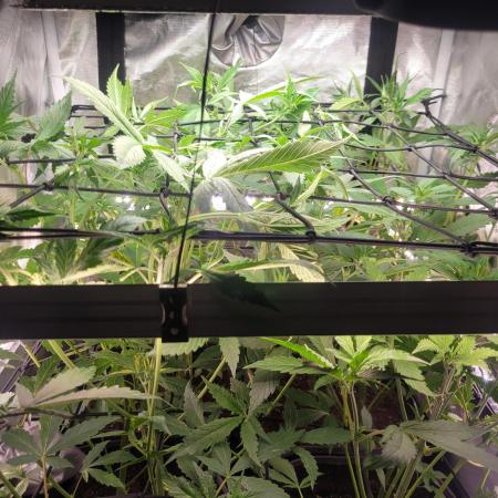 Micro Grow can it yeild?