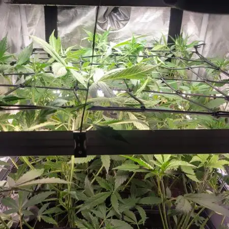 Micro Grow can it yeild?
