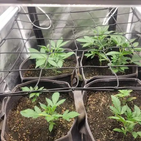 Micro Grow can it yeild?