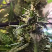 Micro grow can it yeild? #2