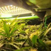 Micro grow can it yeild? #2