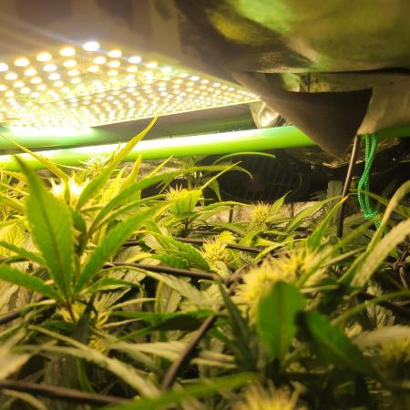 Micro grow can it yeild? #2