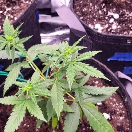 1st Round Growing