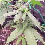 1st Round Growing
