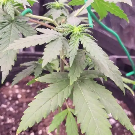 1st Round Growing