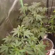 2nd Run..Need Advice Thanks