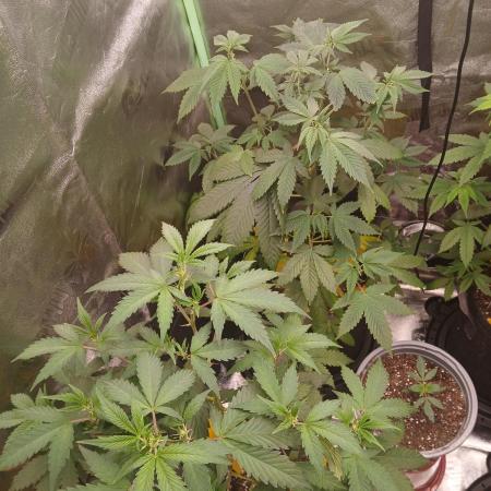 2nd Run..Need Advice Thanks