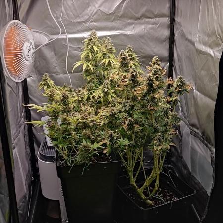 Primer cultivo autos