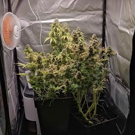 Primer cultivo autos
