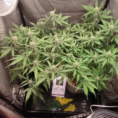 Segundo cultivo