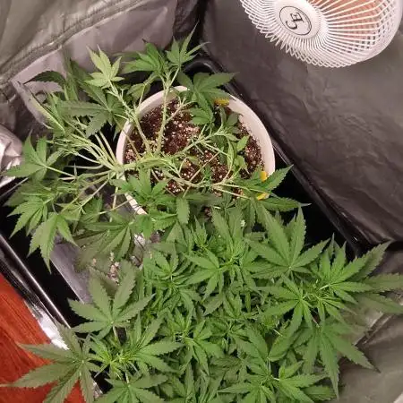 Segundo cultivo