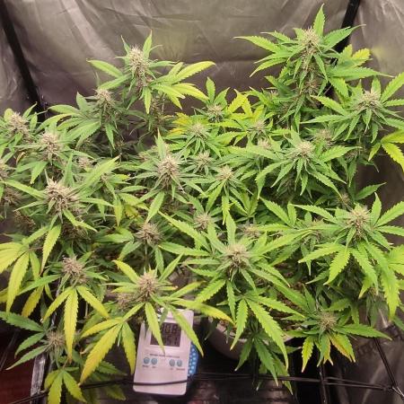 Segundo cultivo